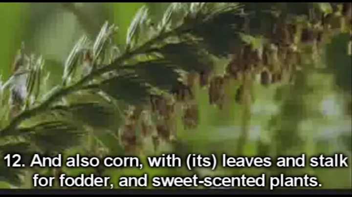 Ziyad PatelSurah Ar-Rahman ( )English Translation