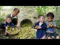 Harvesting tam hoa honey fruit  bringing it to the market to sell  visit the boy and the ending