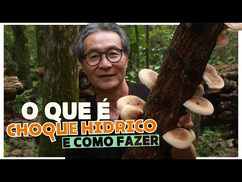 Como Cultivar Shitake