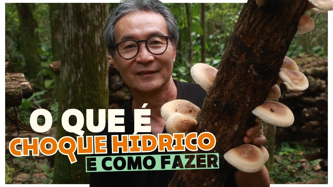 Dicas essenciais para potencializar sua frutificação de Shiitake: Choque Hídrico ou Choque Térmico?