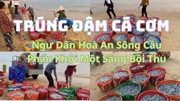 Trúng Đậm Cá Cơm || Ngư Dân Hoà An Sông Cầu Phấn Khởi Một Sáng Bội Thu