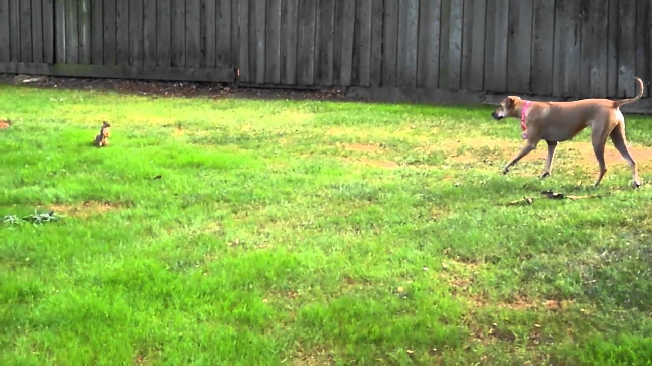 A Rhodesian Ridgeback Treeing A Squirrel My Rhodesian Ridgeback, Chloe, squirrel stalker in stealth mode. - YouTube
