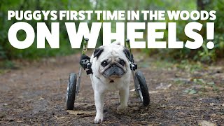 Disabled Dog's first time to the woods in his dog wheelchair