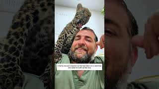 Rescuing The Poor Leopard Cub