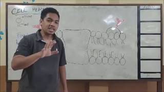 Cell | Cell Membrane (Struktur dan Fungsi Membran Sel)