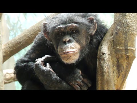 類人猿研究所 Great Apes Zoo