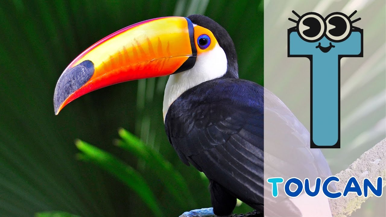 Birds ABC Alphabet Song for Kids 🕊️🔤 Educational A to Z Nursery Rhymes Video 🎶