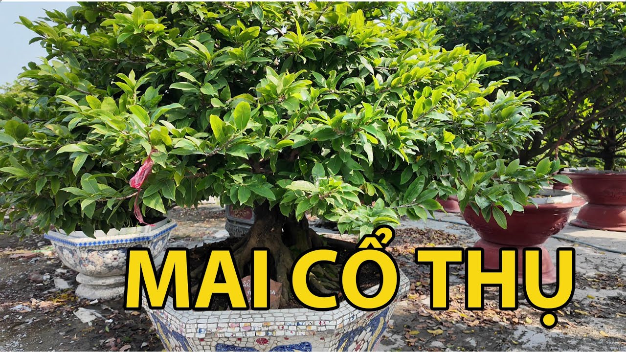 Ngắm những gốc mai Cổ thụ tại vườn Hoàng Minh 