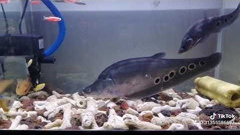 Cá Nàng 2 nuôi kiểng