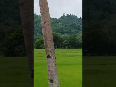 Have Peace Of Mind When You Live Here Farm Provincelife Satisfying Nature Shortvideo Short