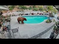 Bear in the pool, 5:55am, May 20, 2026