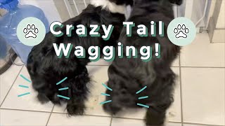 Crazy Springer Spaniel Tail Wagging! *cute* by WhatASpringer 822 views 3 years ago 1 minute, 35 seconds