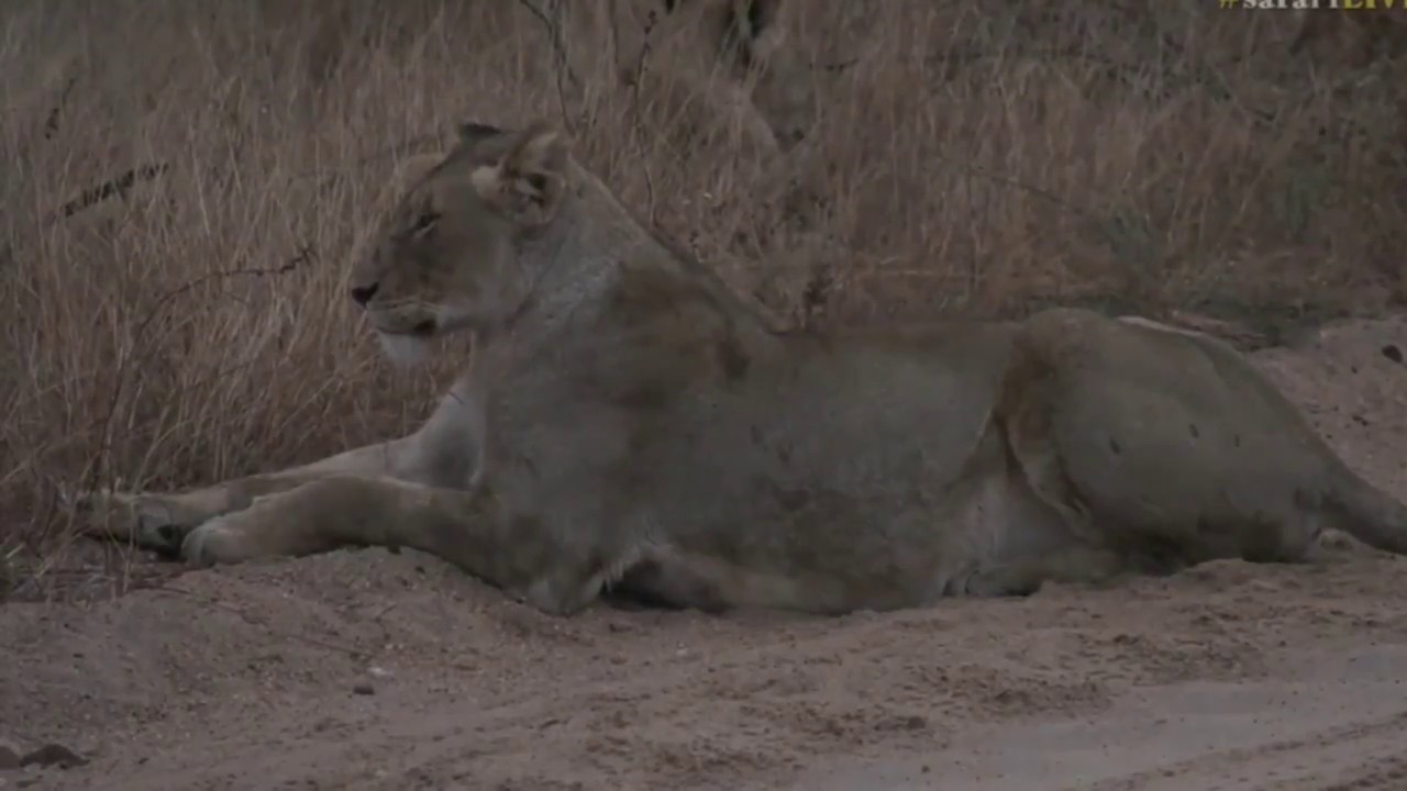 sindile faku July 31, 2017- Sunset- Byron with our Nkuhumas