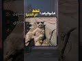 قطط أم الدنيا مصر قطط مصر حياة القطط اكسبلور مصر Eygpt Funny صاوي جمعه 