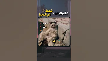 قطط أم الدنيا مصر قطط مصر حياة القطط اكسبلور مصر Eygpt Funny صاوي جمعه 