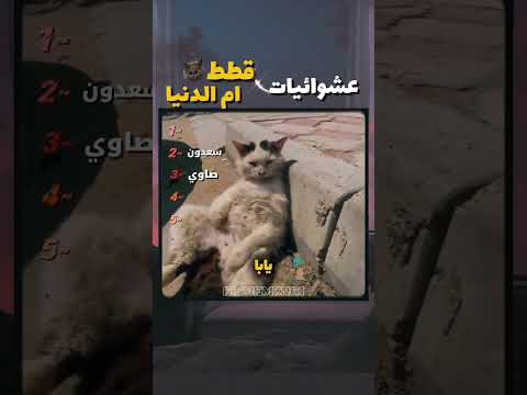 قطط أم الدنيا مصر قطط مصر حياة القطط اكسبلور مصر   صاوي جمعه
