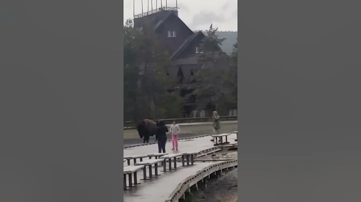 Yellowsone National Park. A Father Risks Daughter'...