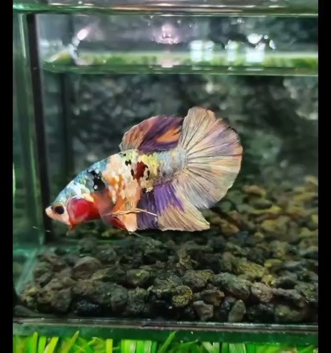 Ikan mendesah #bettafish #ikan #aquarium #cupangindonesia