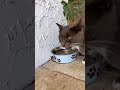 Cat drinking in slow motion