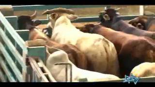 ¿Cómo se faena y procesa la carne de vaca?.flv