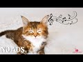 Calming Music for Cats with Anxiety 🐈🎵 Soft Music for Cats💖Stress Reliefp