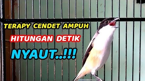 PENTET GACOR ISIAN TEMBAKAN PANJANG ❗️ MASTERAN CENDET GACOR TEMBAKAN KERAS 100% AMPUH BIKIN NYAUT