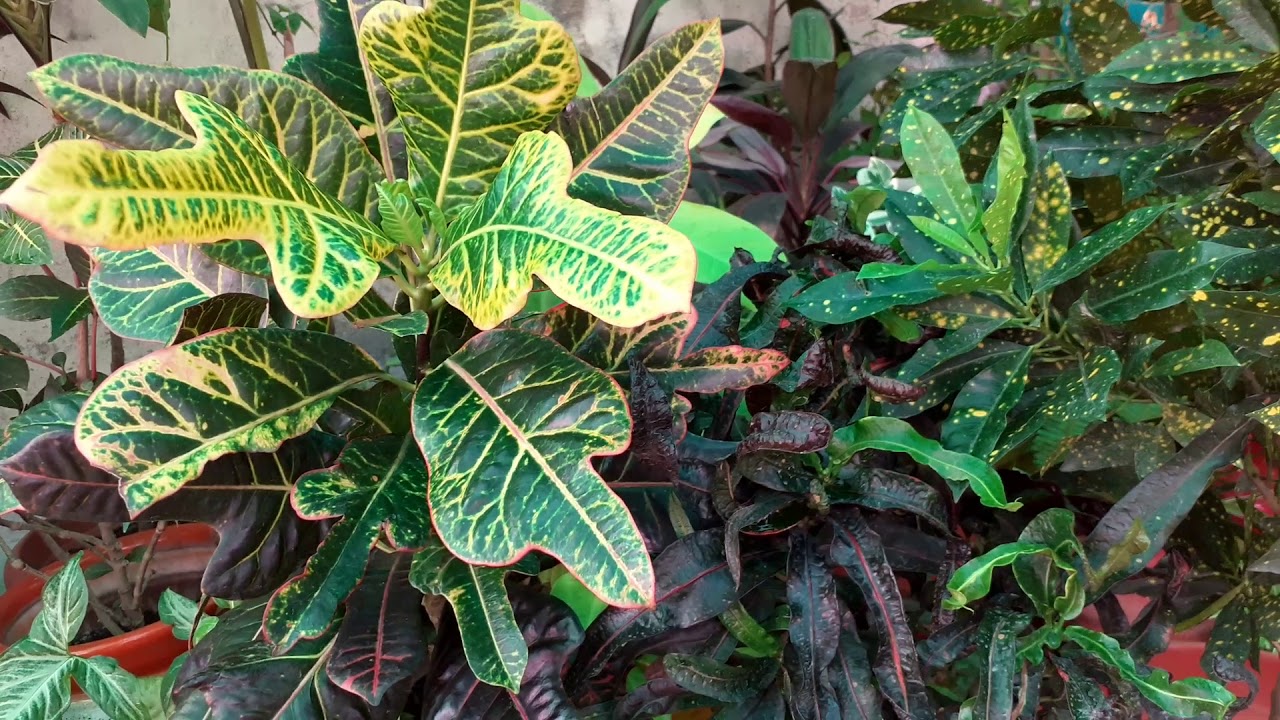 How to Care Croton Plant in Summer Season.........RUPA GREEN