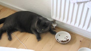 This is how our lazy cat eats