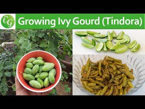 Video: What Is A Scarlet Ivy Gourd: Lær om dyrkning af Scarlet Ivy-græskar