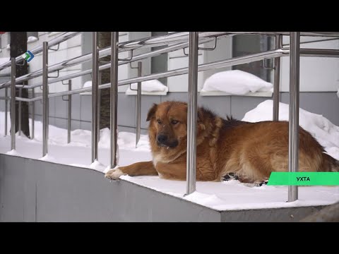 Ухта в поисках подрядчика по отлову собак.