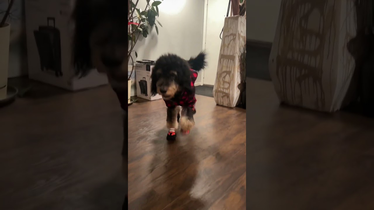 new year, first time  try new shoes and hoody! 