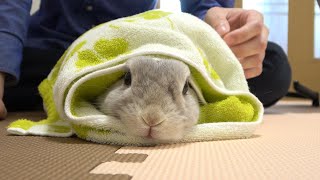 抵抗するのをあきらめたうさぎさんはこんな感じ【爪切り】