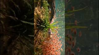 ধান ক্ষেতে বড় বড় শোল মাছ ধরা পড়ল | Amazing Fish Catching Video #entertainment #comedy #jholok