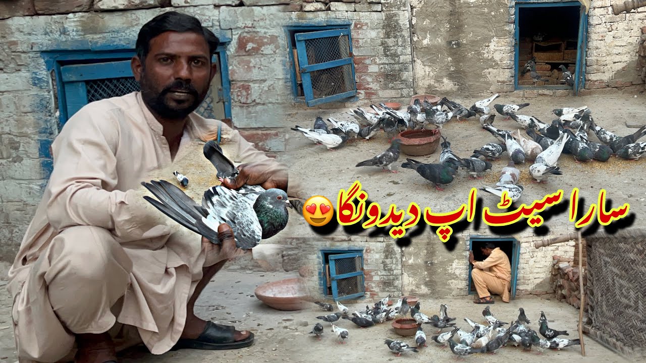 Complete 20 pigeons setup sale 😍 03237988919