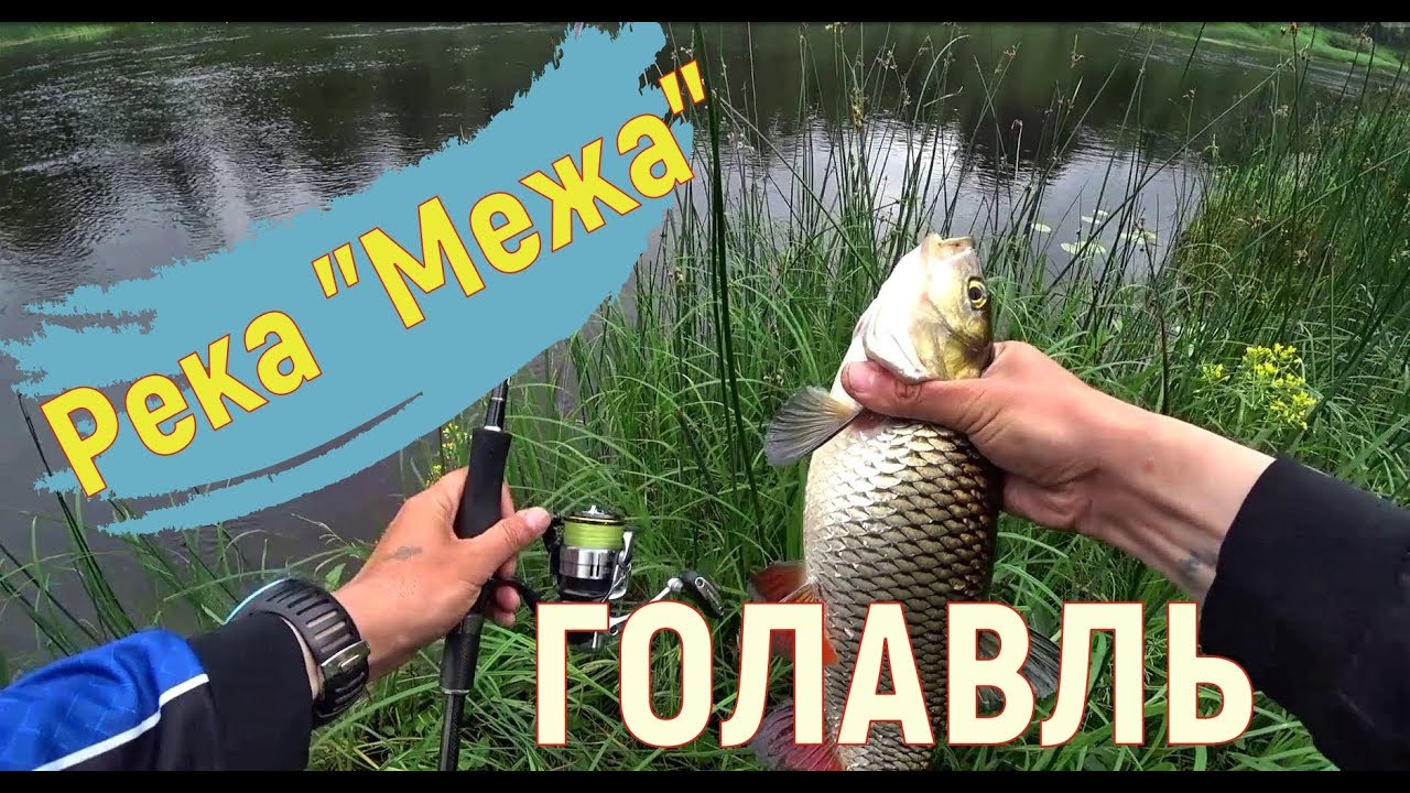 Река Межа. Удачная рыбалка. Ловля голавля и жереха в Тверской области.