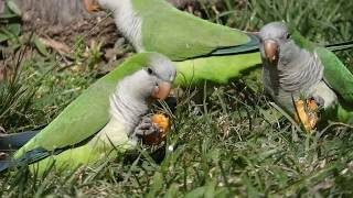 Monk Parakeet