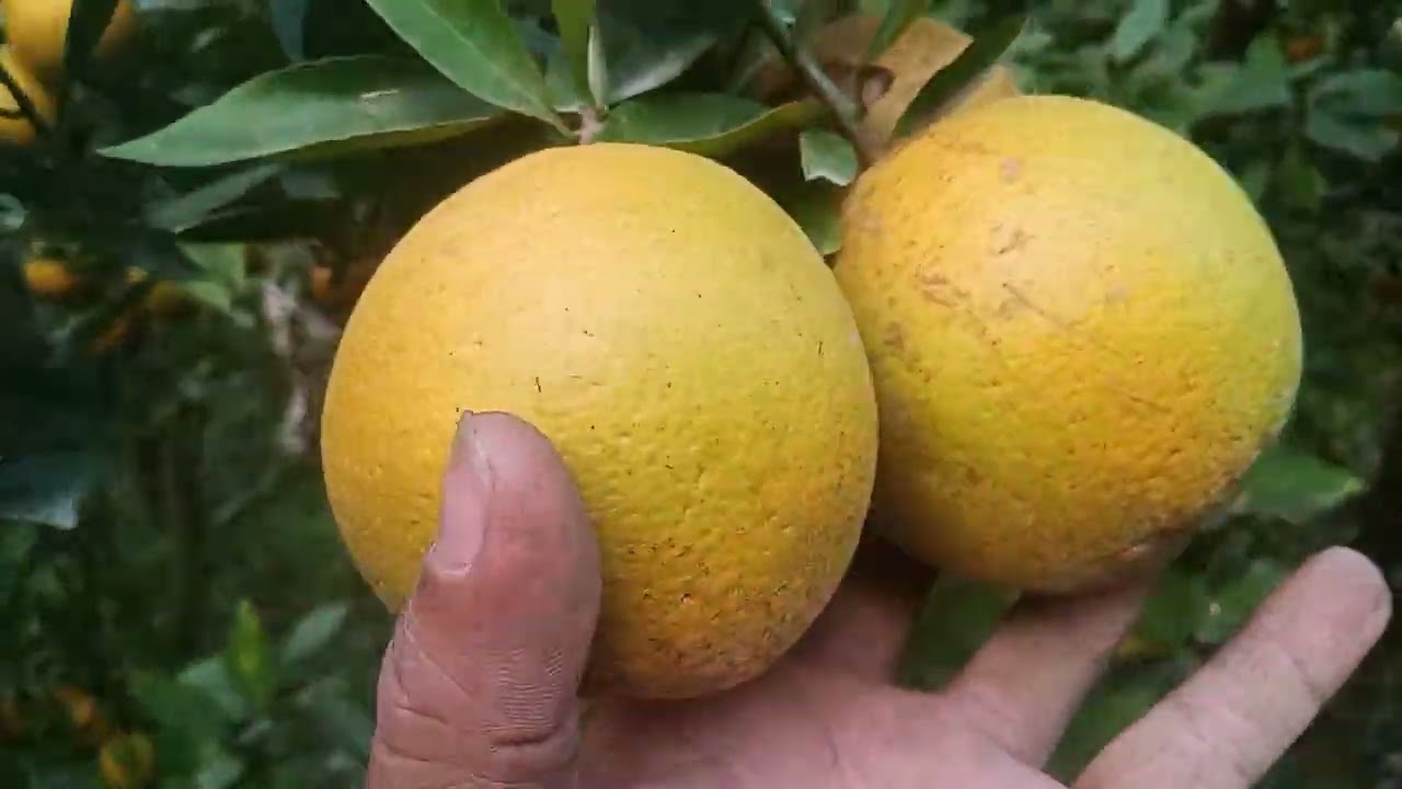 সাউথ আফ্রিকান ইয়োলো মাল্টা কালারের জন্য সেরা।