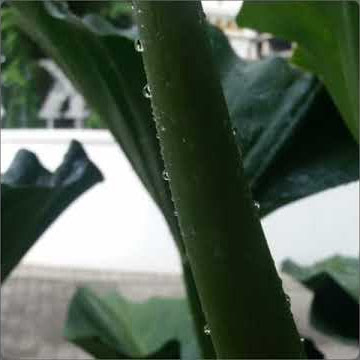 KLa Project ~ Meski Tlah Jauh (story WA 36 detik)