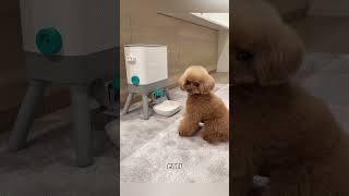 Akıllı Köpeğin Lezzetli Çözümü