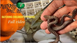 Hatching Children’s Pythons: Full Video! Profile