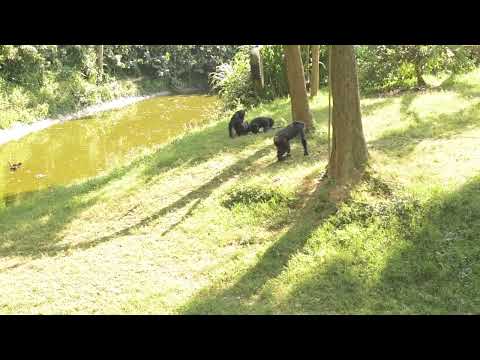 Chimpanzee Mating Behavior At The Zoo Nature With Mubrah 