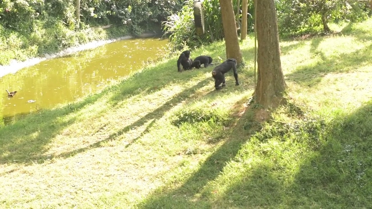 Chimpanzee mating Behavior at the zoo/Nature with Mubrah