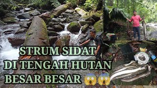 SETRUM IKAN SIDAT MONSTER DITENGAH HUTAN NGERII‼️‼️UP