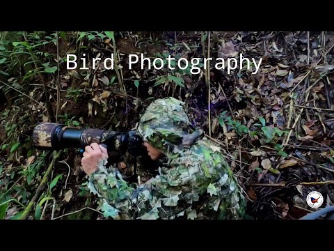 ถ่ายภาพนก, Birds photography, Bird of Inthanon, Inthanon bird trip