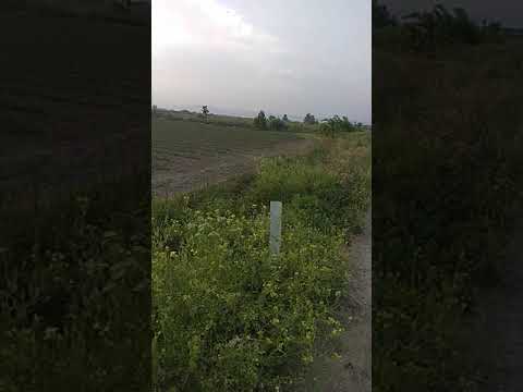 TARLA MERKO YOLU