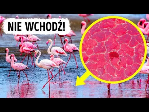 Wideo: Dlaczego flamingi śmierdzą?