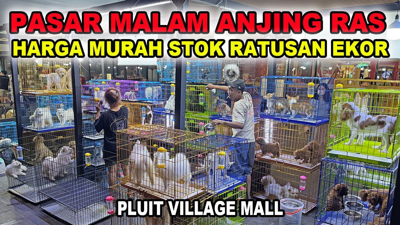 Cek Harga Pasar Malam Anjing Ras Stok Ratusan Ekor - Pluit Village Jakarta Utara