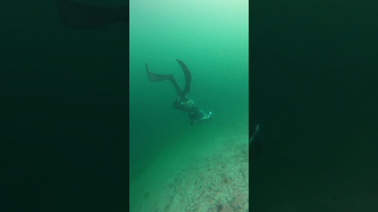 Alaska free diving for scallops! 
