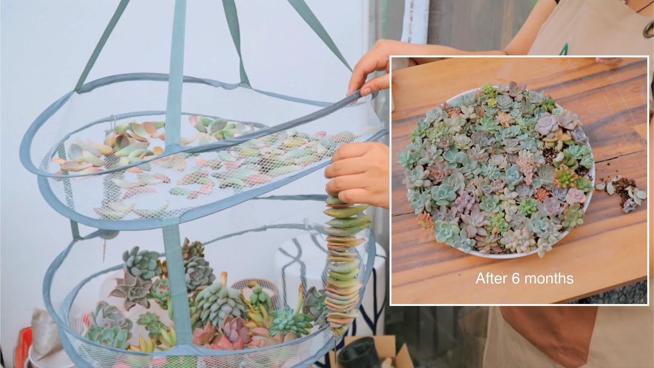 6 months after growing succulents from leaf, I harvested a lot of succulents