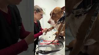 🚨 VET-APPROVED: FREE Dog Health Tracker! (Save Your Pup) #dogtrainingtips #pets #petcareprovider